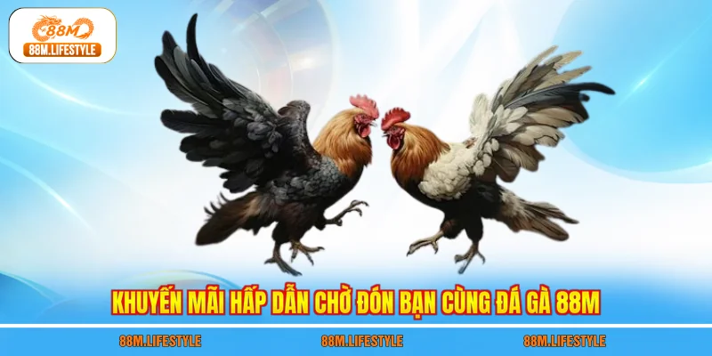 Khuyến mãi hấp dẫn chờ đón bạn cùng đá gà 88M
